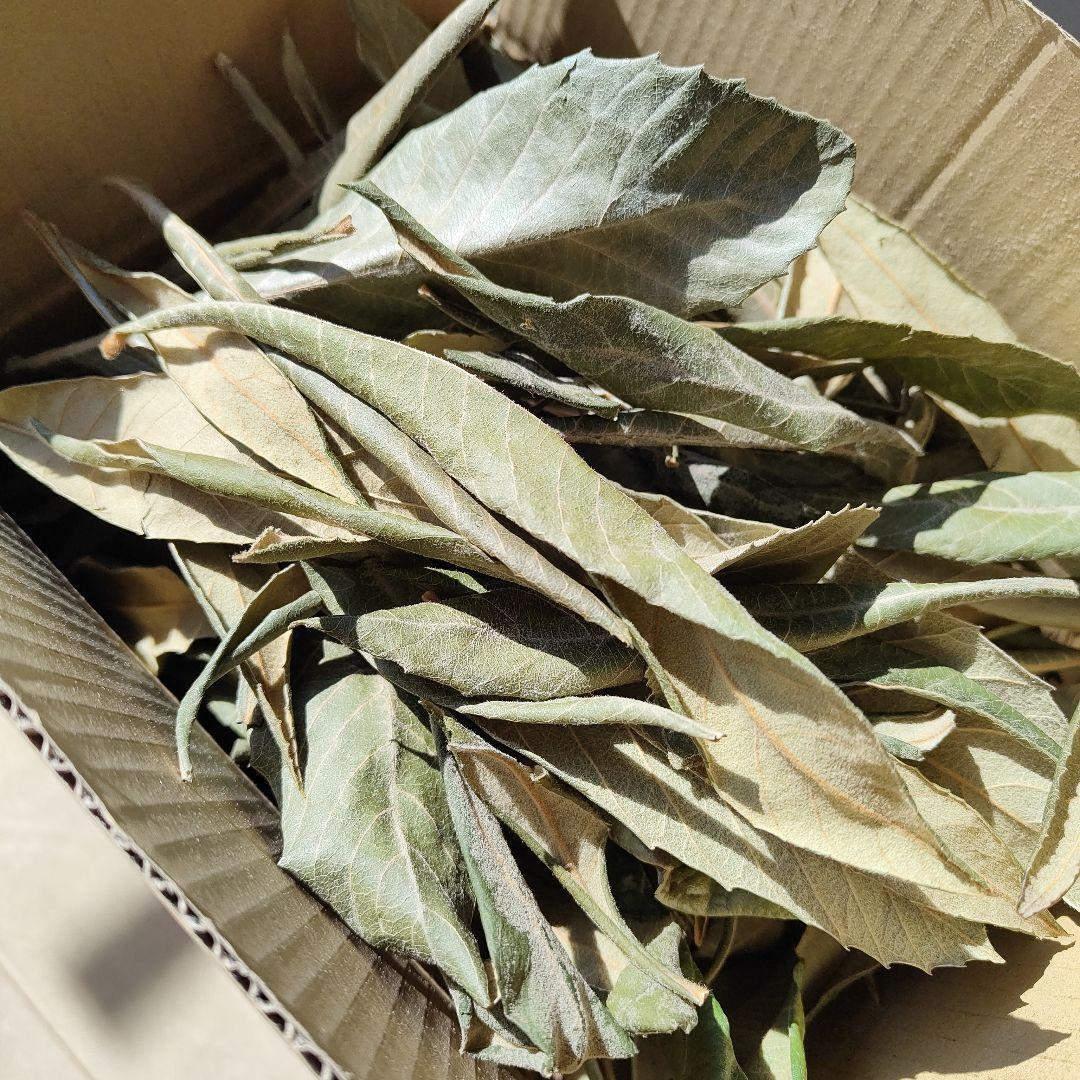 乾燥枇杷の葉 150g 枇杷の葉エキス作成用に 無農薬 自然乾燥 25年秋収穫_画像3