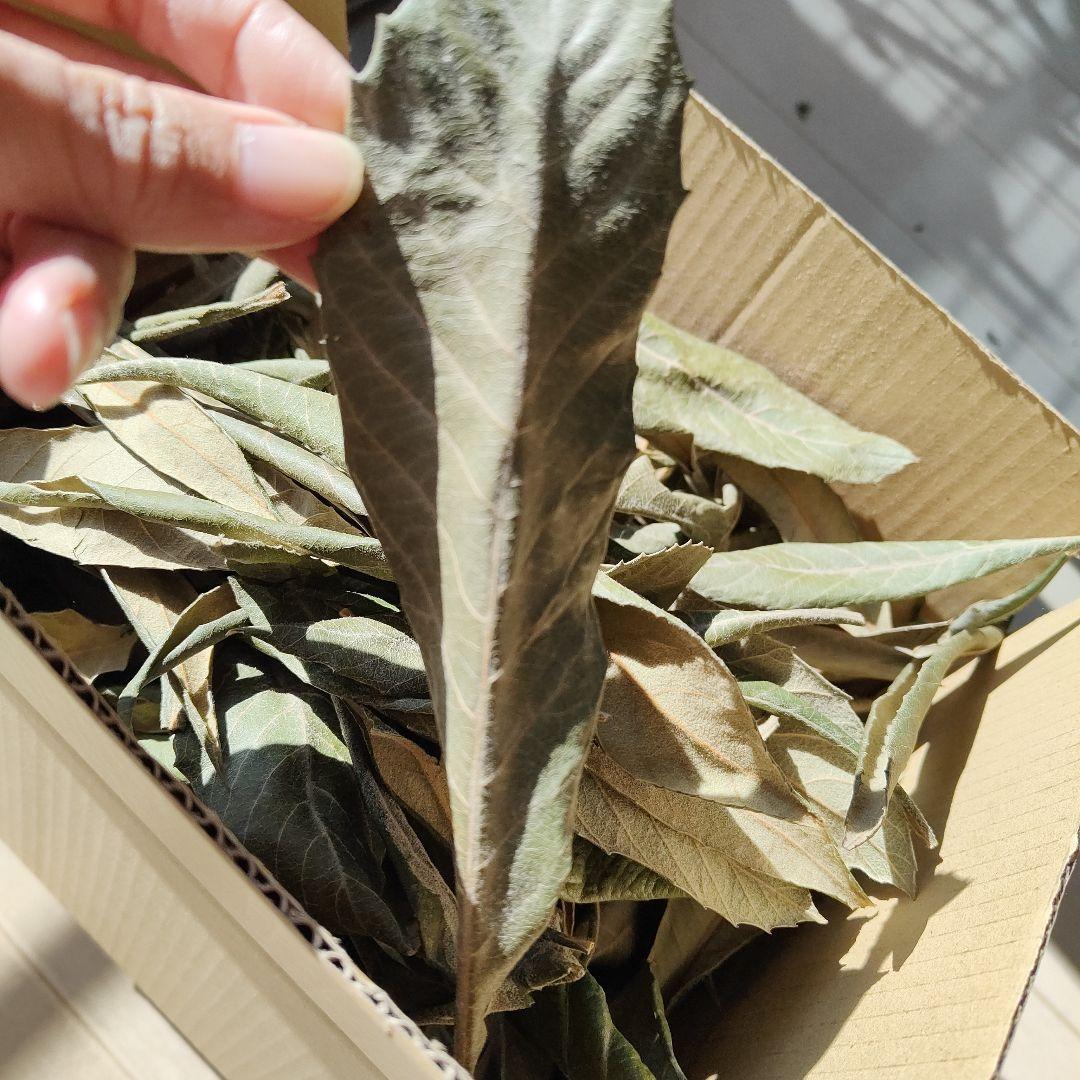 乾燥枇杷の葉 150g 枇杷の葉エキス作成用に 無農薬 自然乾燥 25年秋収穫_画像1