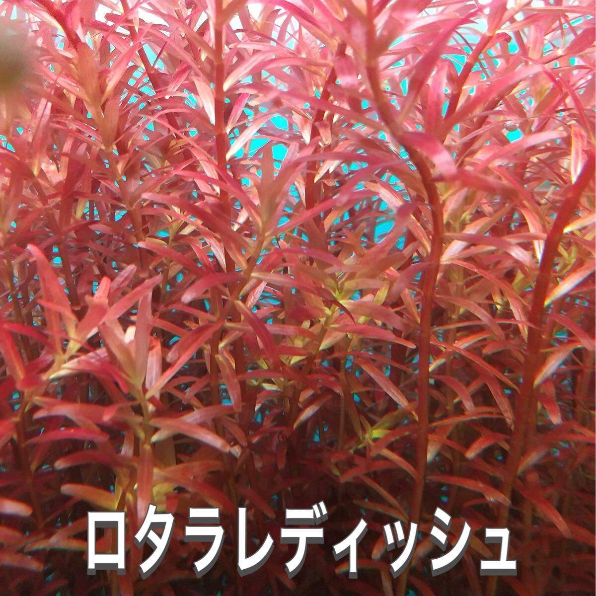 ロタラレディッシュ10本、パールグラス 20本_画像2