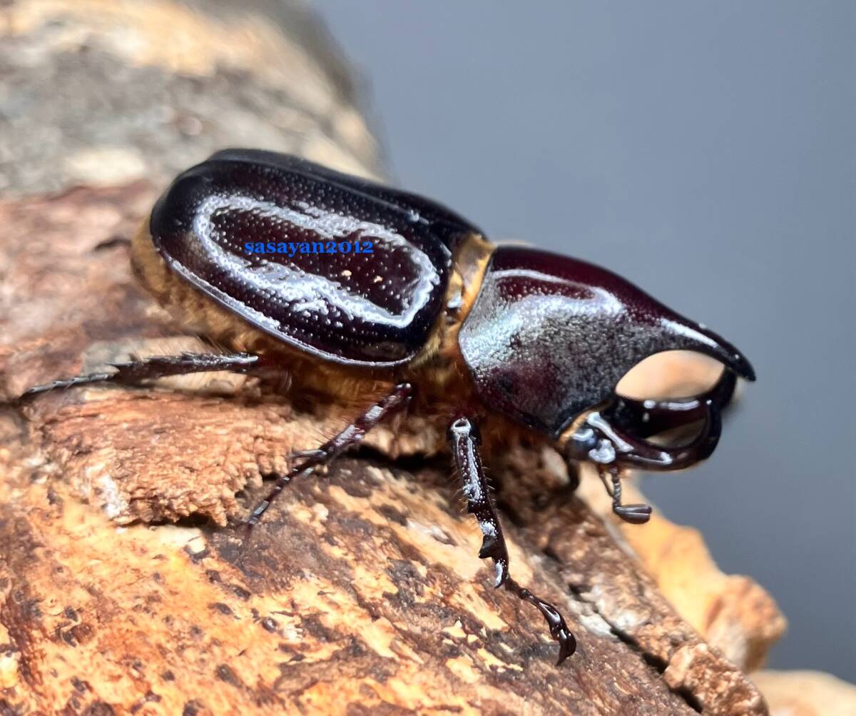 *k рубин koru лак oo mitsunohina Kabuto использованный *31.8 мм одиночный товар WF1 *