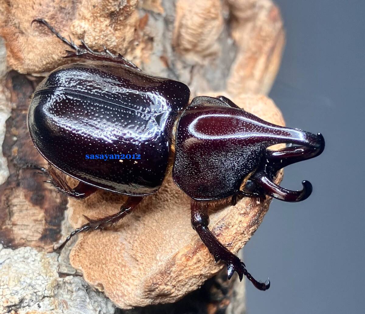 *k рубин koru лак oo mitsunohina Kabuto использованный *31.8 мм одиночный товар WF1 *