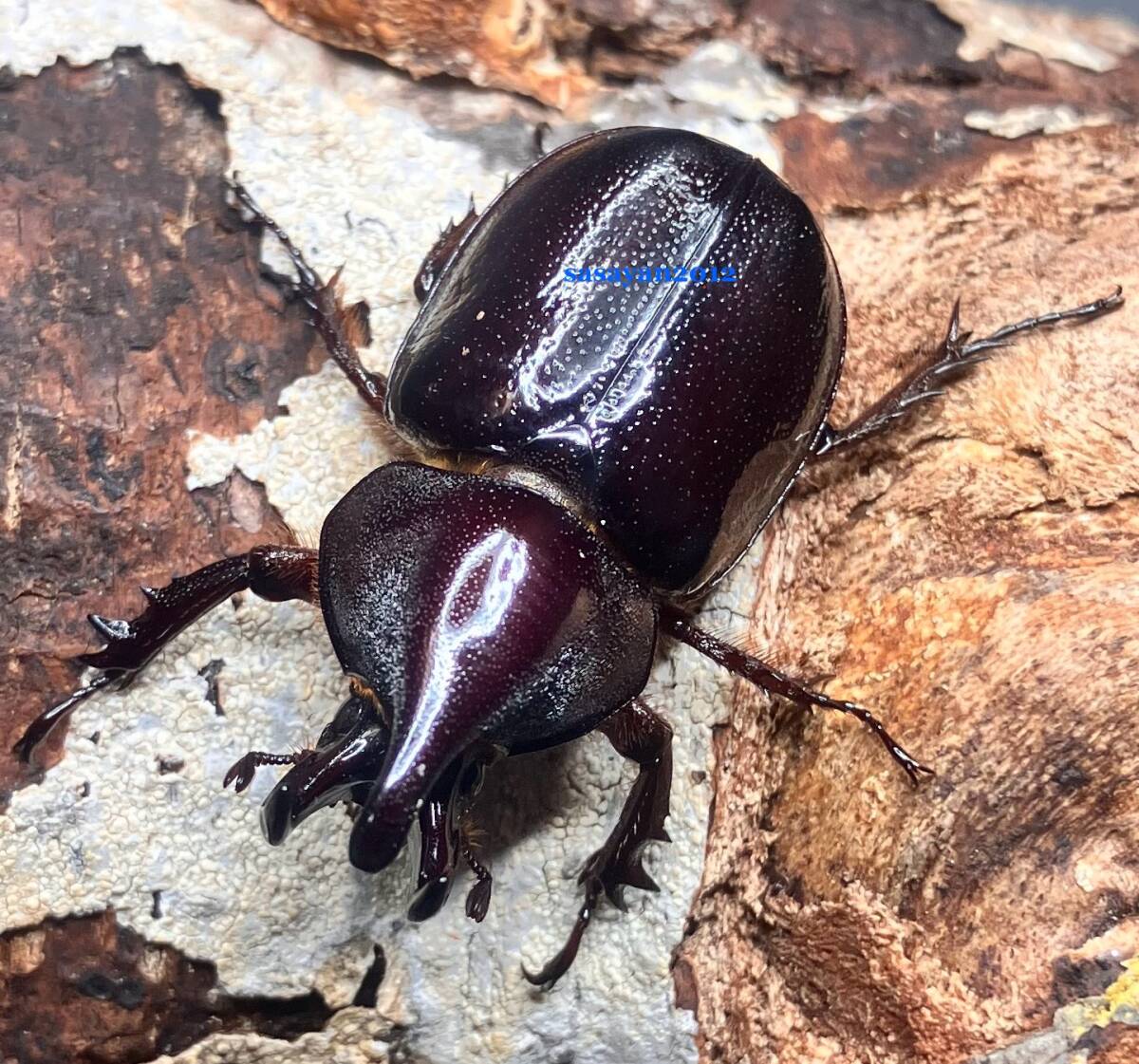 *k рубин koru лак oo mitsunohina Kabuto использованный *31.8 мм одиночный товар WF1 *