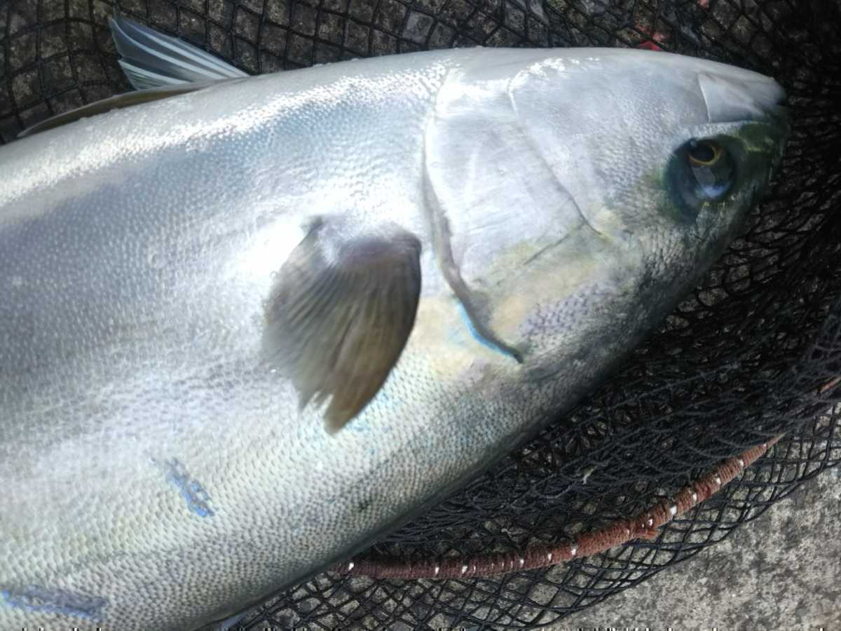 一本釣り天然ブリ2匹セット！！27日発送★_画像2