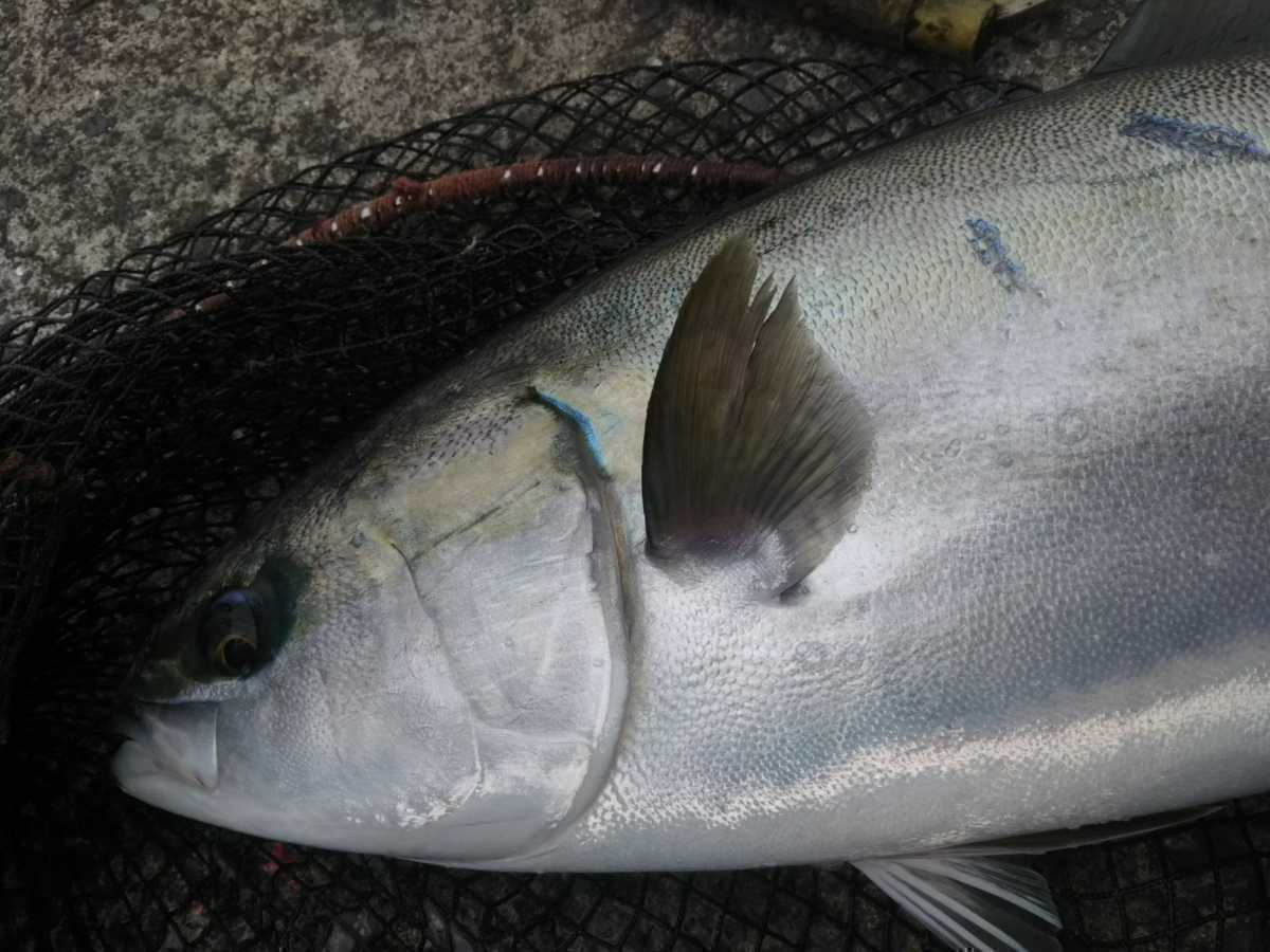 一本釣り天然ブリ2匹セット！！27日発送★_画像3