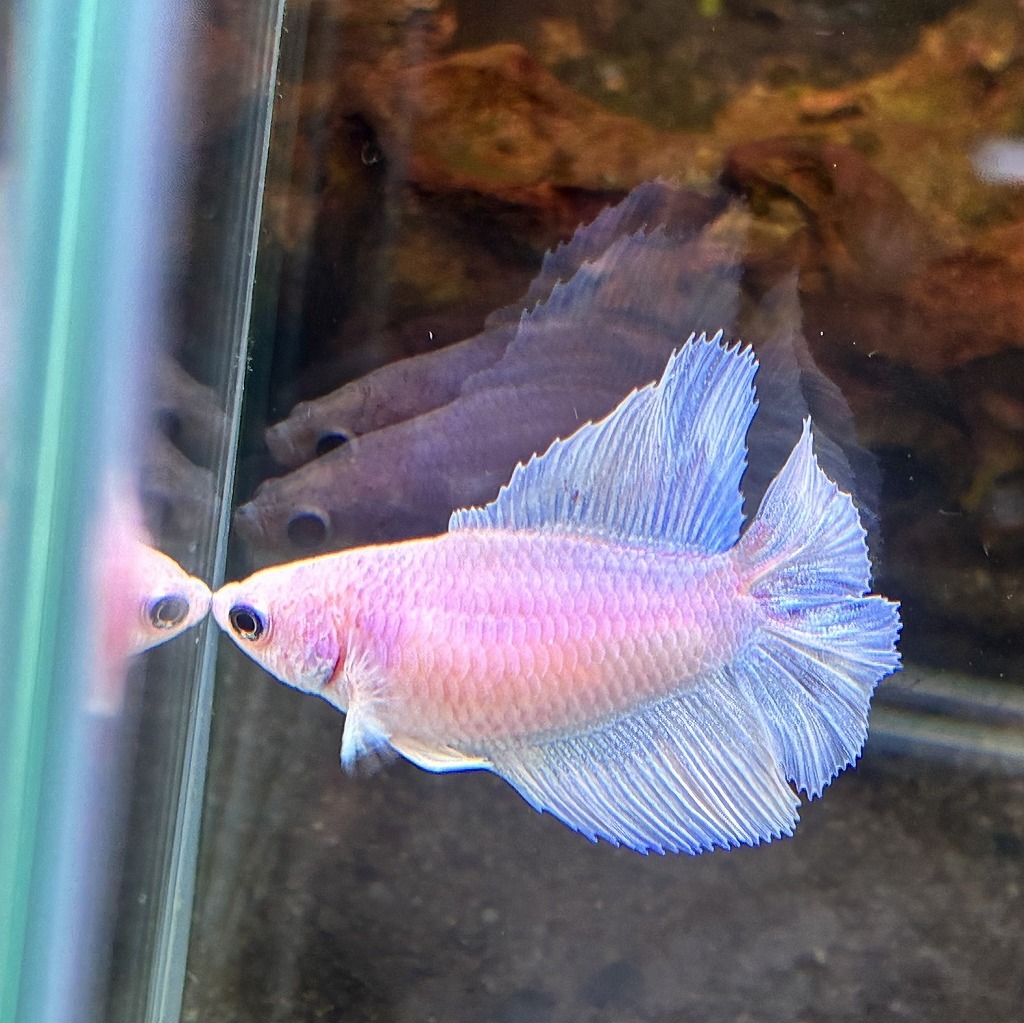 ベタ　ダブルテール　メス　パステルホワイト　06F0801-065　熱帯魚　生体_画像1