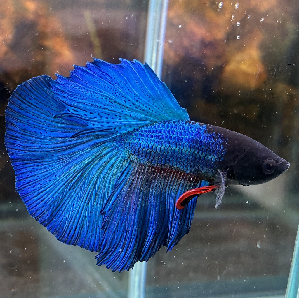 熱帯魚　ショーベタ　オス　グリーン　03M0801-077　生体　ハーフムーン_画像1