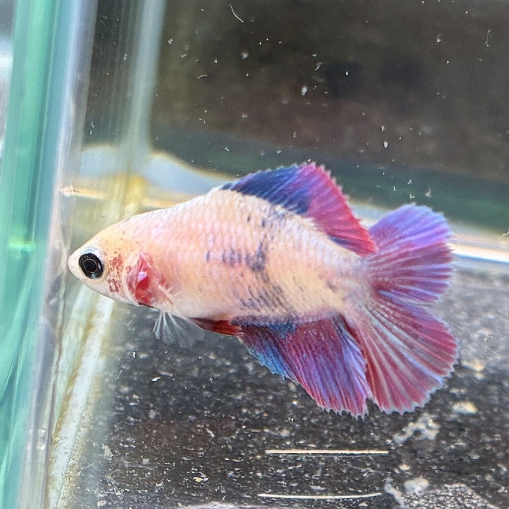 ベタ　ダブルテール　メス　ファンシー　06F0801-079　熱帯魚　生体_画像2