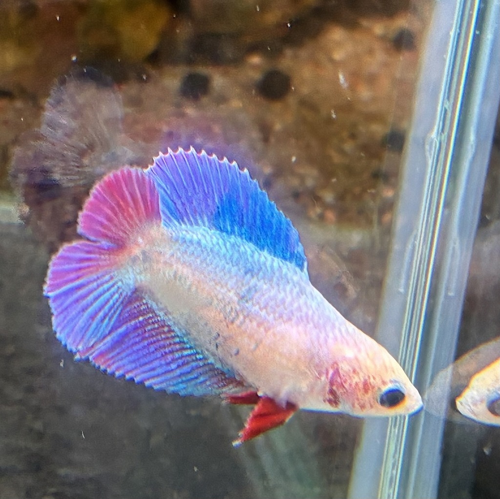 ベタ　ダブルテール　メス　ファンシー　06F0801-079　熱帯魚　生体_画像3