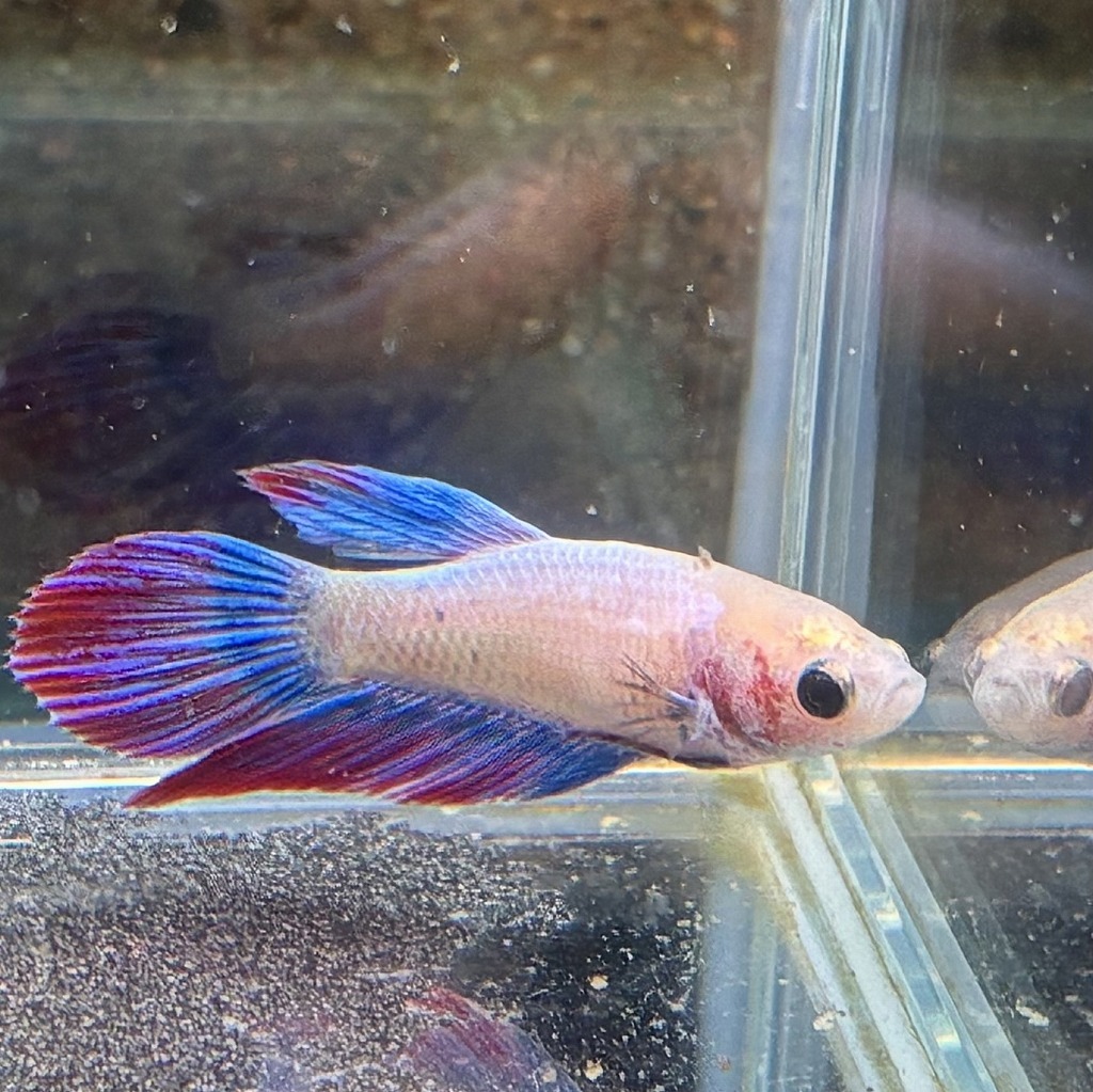 ベタ　ベールテール　メス　ファンシー　02F0801-016　トラディショナル　熱帯魚　生体_画像2