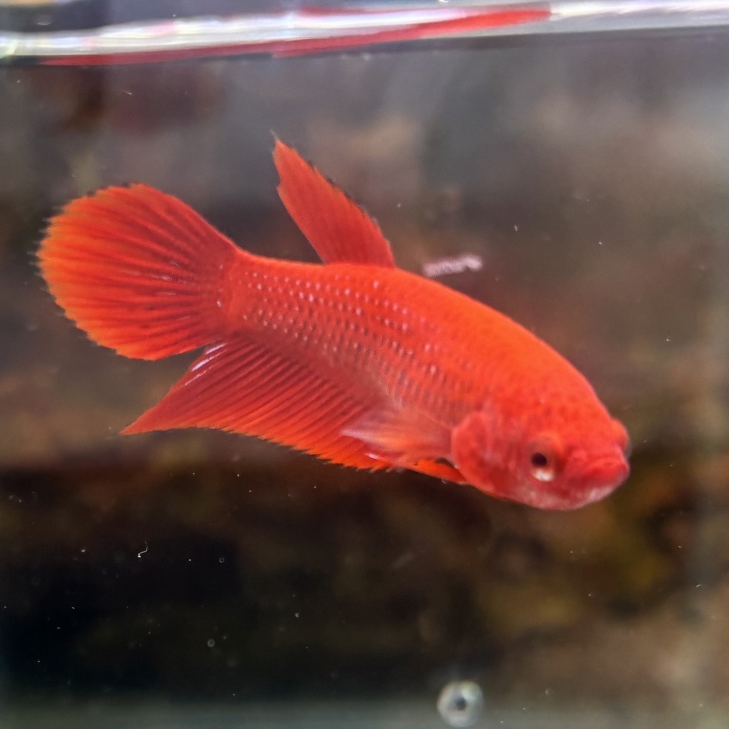 ベタ　ベールテール　メス　レッド　02F0801-014　トラディショナル　熱帯魚　生体_画像3