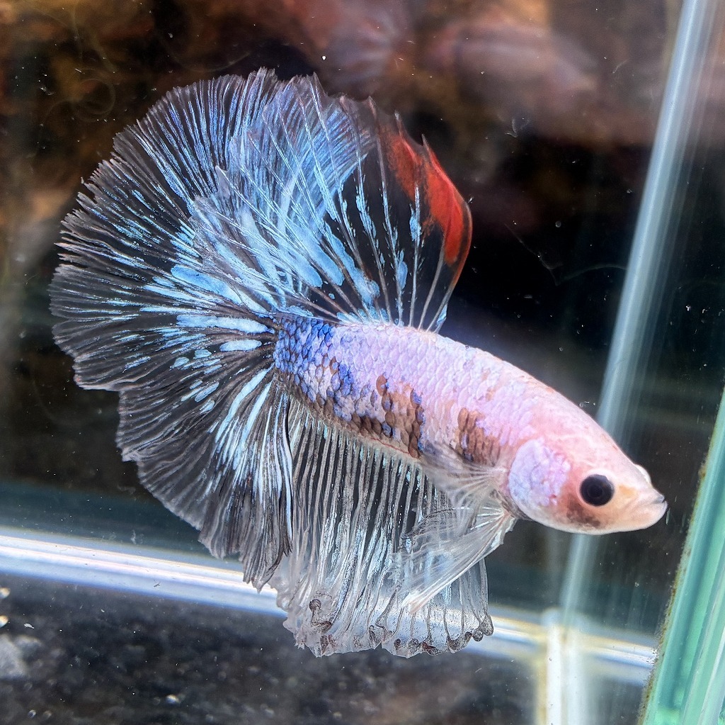 熱帯魚　ショーベタ　オス　ファンシー　03M0801-090　生体　ハーフムーン_画像1