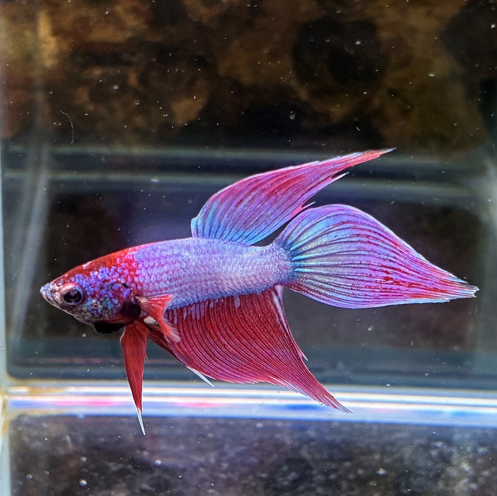 ベタ　ベールテール　オス　ファンシー　02M0801-013　生体　熱帯魚　トラディショナル_画像1