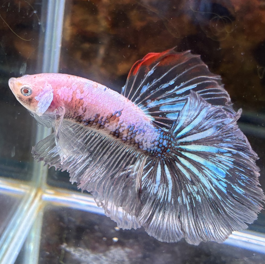 熱帯魚　ショーベタ　オス　ファンシー　03M0801-090　生体　ハーフムーン_画像4