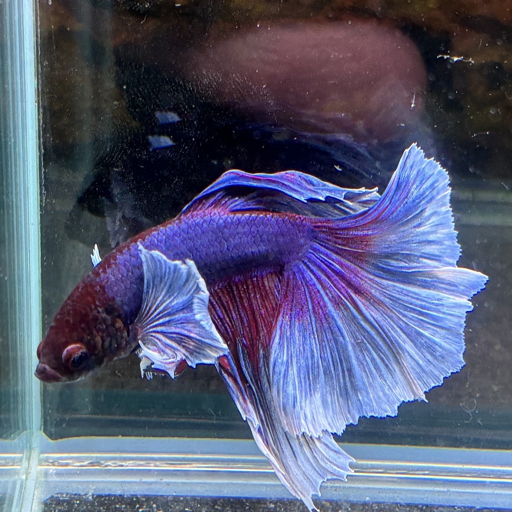 熱帯魚 ショーベタ オス ダンボ ファンシーブルー 03M0801-064 生体 ハーフムーン_画像1