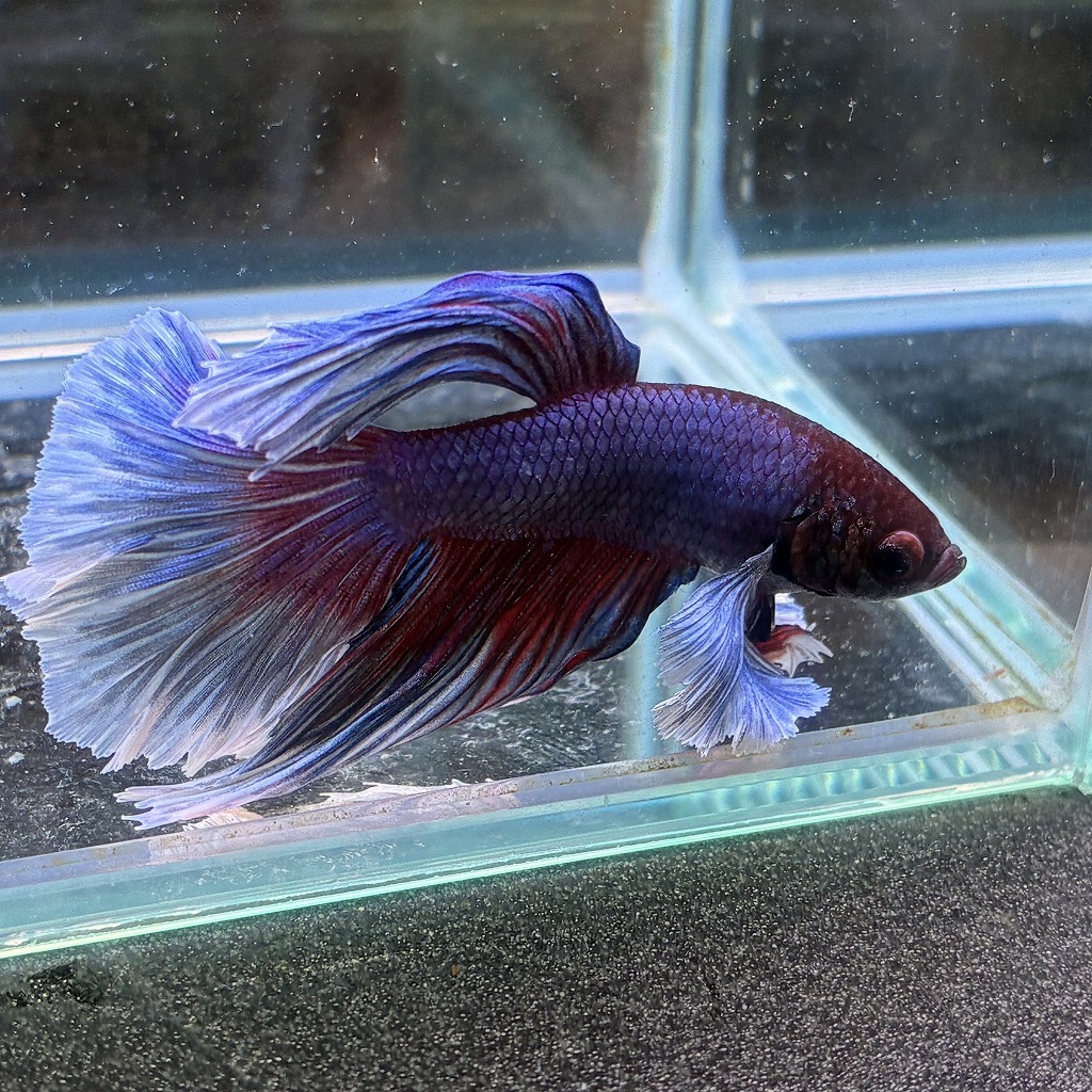 熱帯魚 ショーベタ オス ダンボ ファンシーブルー 03M0801-064 生体 ハーフムーン_画像2