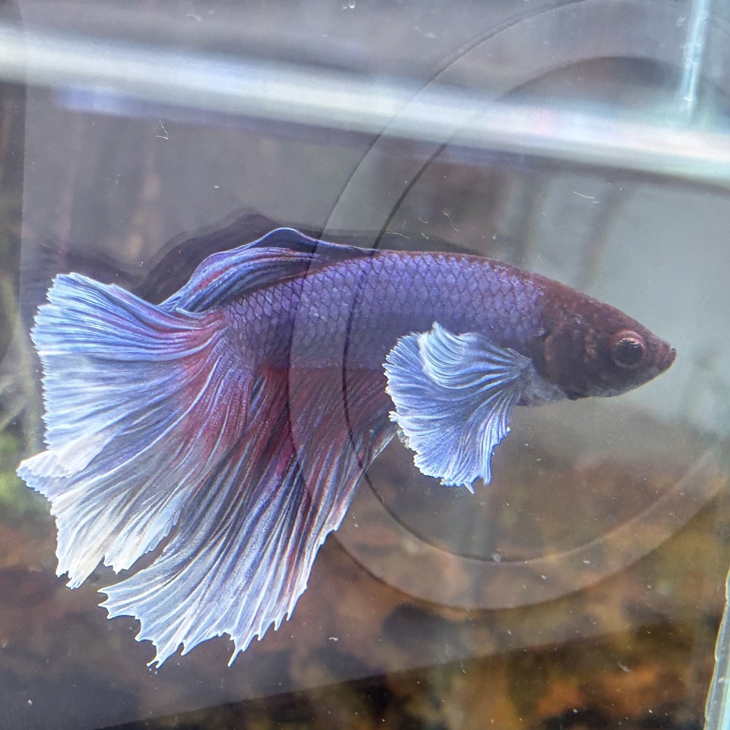 熱帯魚 ショーベタ オス ダンボ ファンシーブルー 03M0801-064 生体 ハーフムーン_画像3