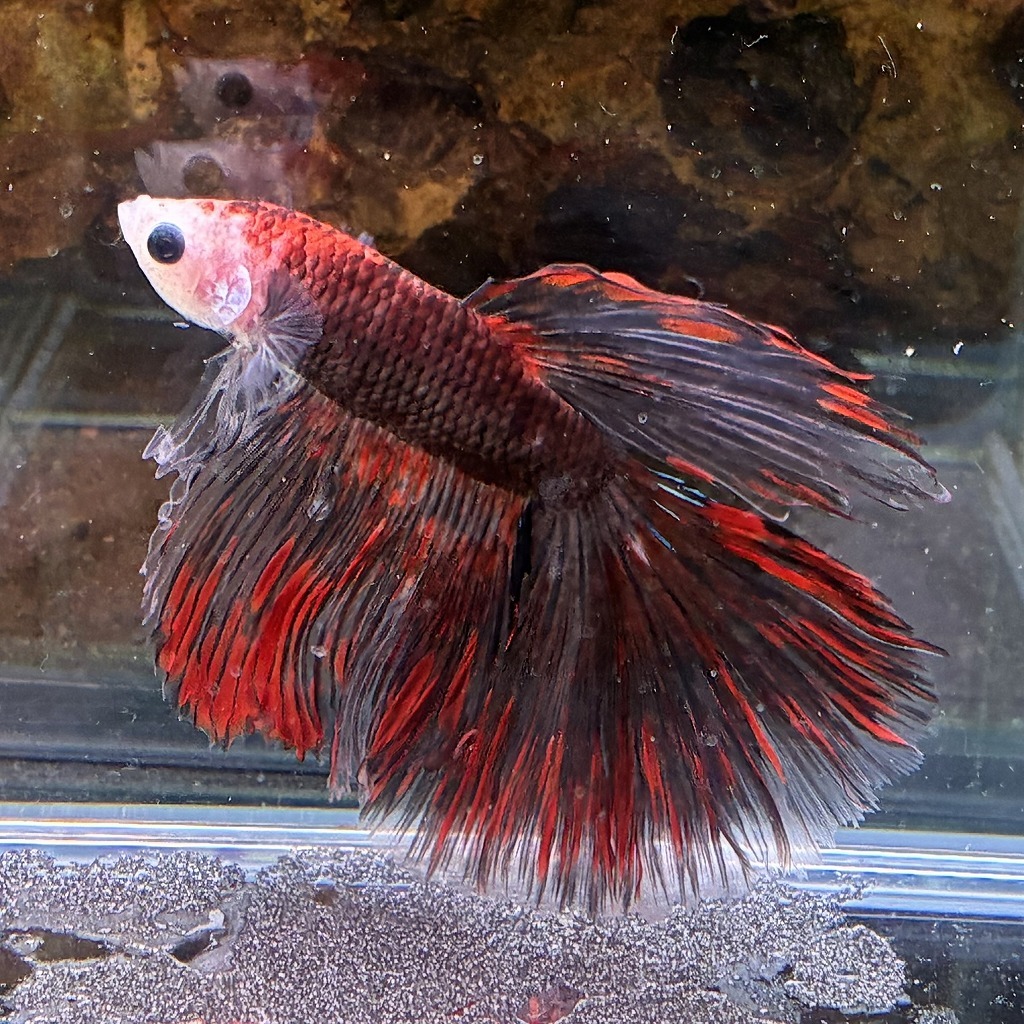 熱帯魚　ショーベタ　オス　コイカラー　03M0801-073　生体　ハーフムーン_画像1