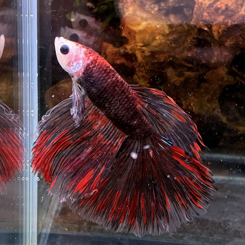 熱帯魚　ショーベタ　オス　コイカラー　03M0801-073　生体　ハーフムーン_画像3