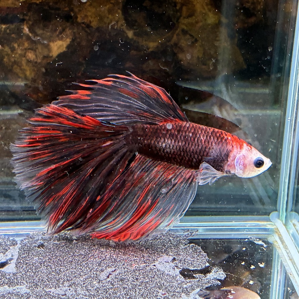 熱帯魚　ショーベタ　オス　コイカラー　03M0801-073　生体　ハーフムーン_画像4