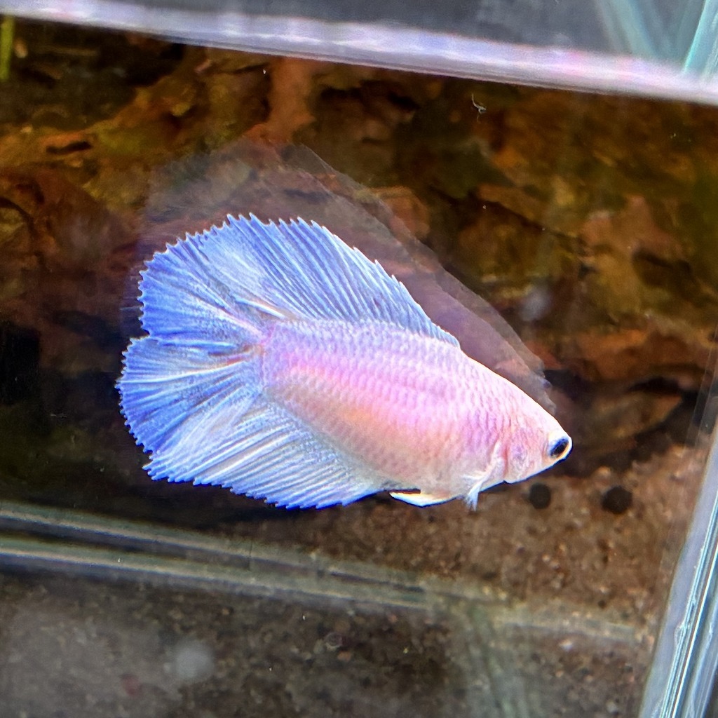 ベタ　ダブルテール　メス　パステルホワイト　06F0801-065　熱帯魚　生体_画像2