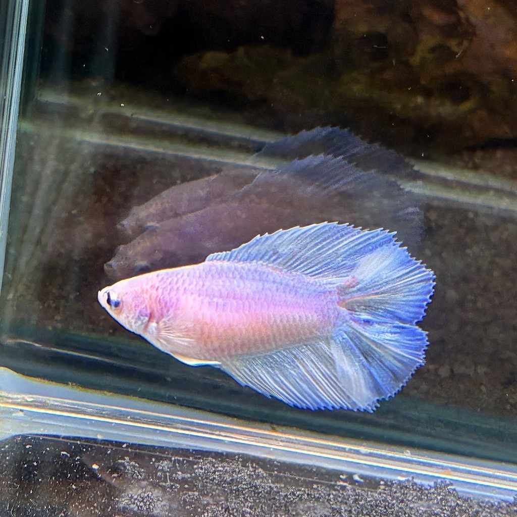 ベタ　ダブルテール　メス　パステルホワイト　06F0801-065　熱帯魚　生体_画像3