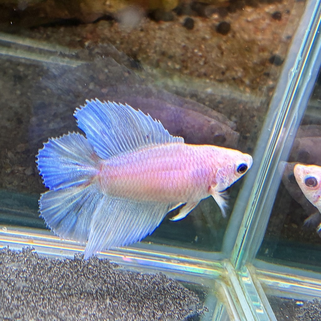 ベタ　ダブルテール　メス　パステルホワイト　06F0801-065　熱帯魚　生体_画像4