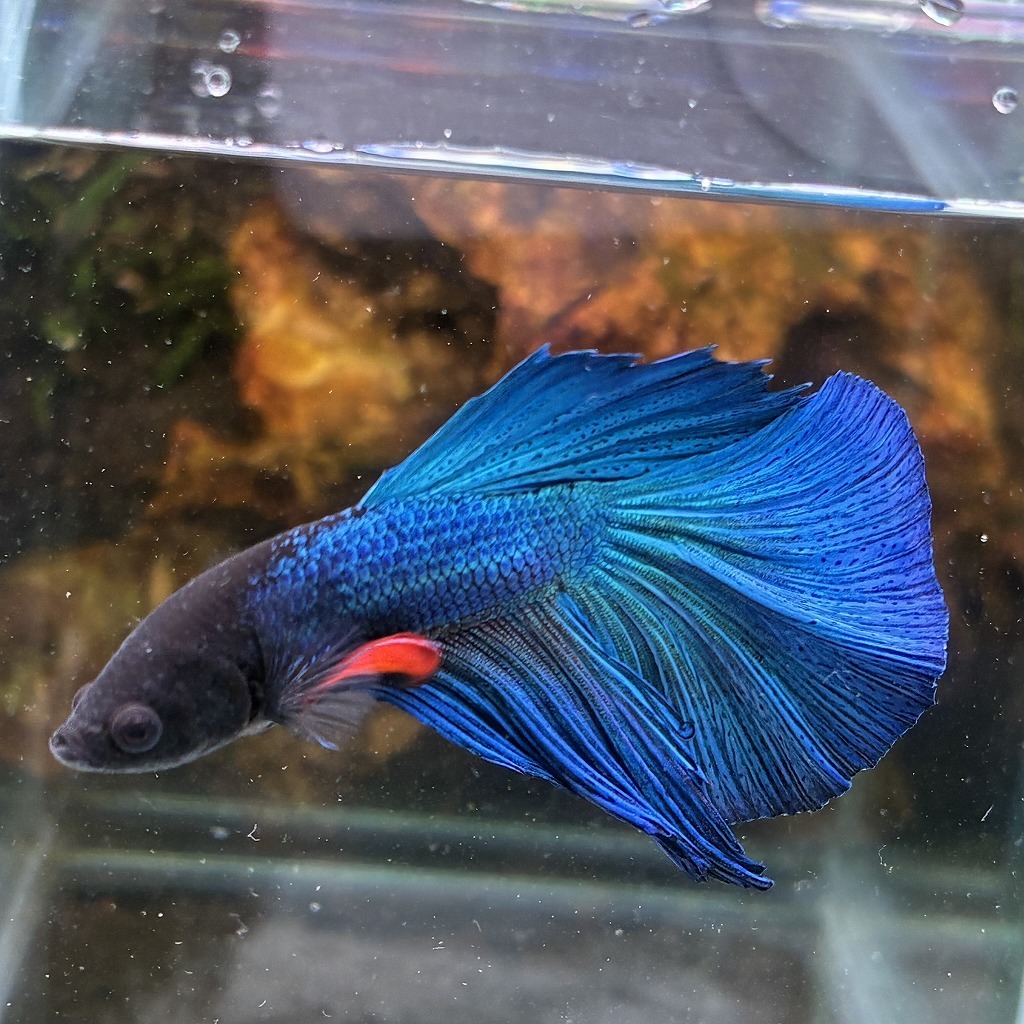 熱帯魚　ショーベタ　オス　グリーン　03M0801-077　生体　ハーフムーン_画像2