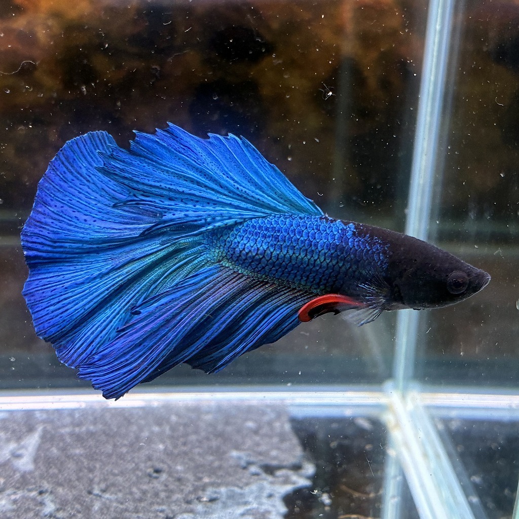 熱帯魚　ショーベタ　オス　グリーン　03M0801-077　生体　ハーフムーン_画像3