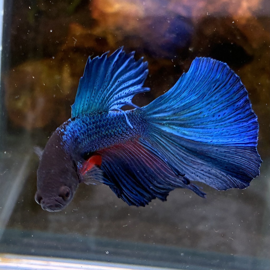 熱帯魚　ショーベタ　オス　グリーン　03M0801-077　生体　ハーフムーン_画像4