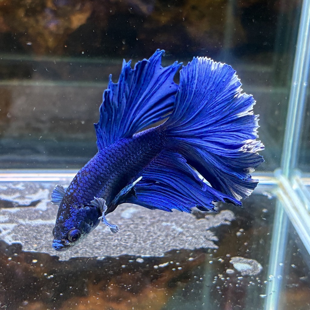 熱帯魚　ショーベタ　オス　ブルーバタフライ　03M0801-071　生体　ハーフムーン_画像1