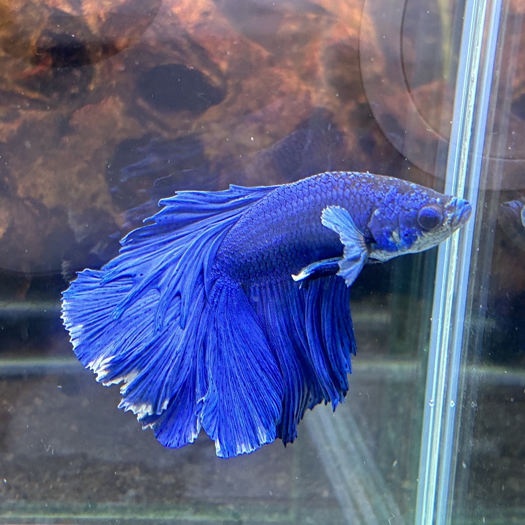 熱帯魚　ショーベタ　オス　ブルーバタフライ　03M0801-071　生体　ハーフムーン_画像2