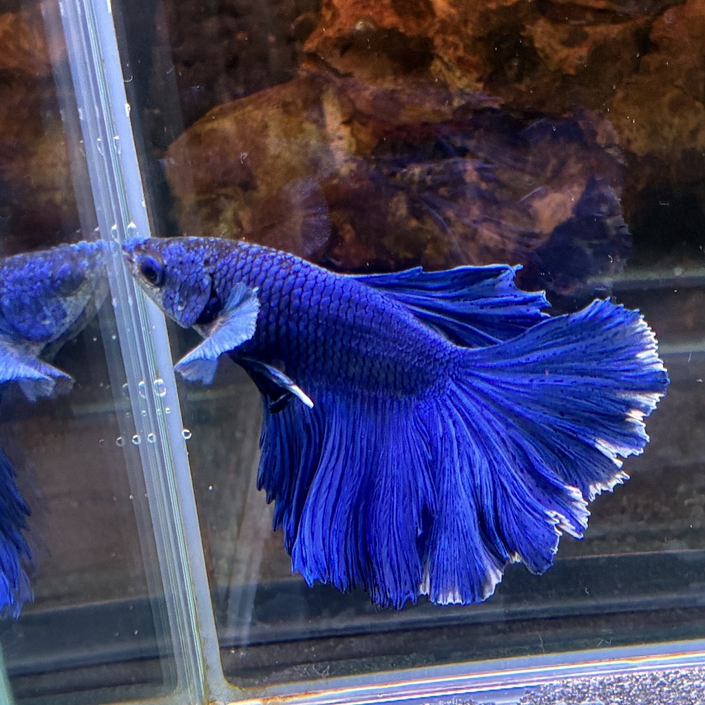 熱帯魚　ショーベタ　オス　ブルーバタフライ　03M0801-071　生体　ハーフムーン_画像3