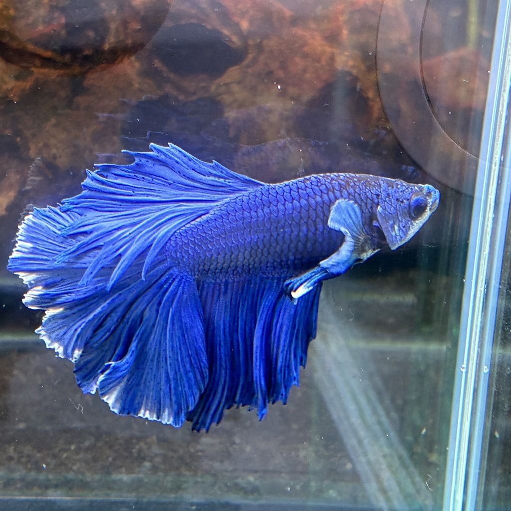 熱帯魚　ショーベタ　オス　ブルーバタフライ　03M0801-071　生体　ハーフムーン_画像4