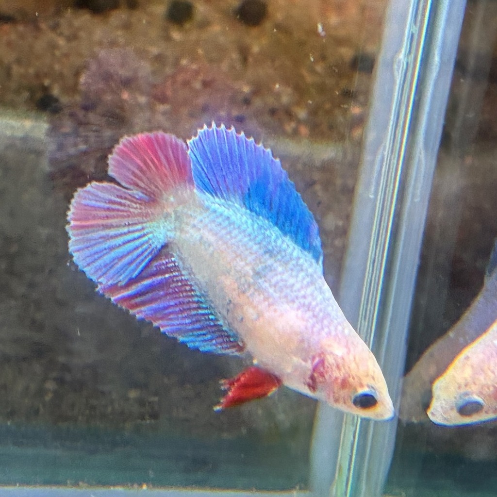 ベタ　ダブルテール　メス　ファンシー　06F0801-079　熱帯魚　生体_画像1