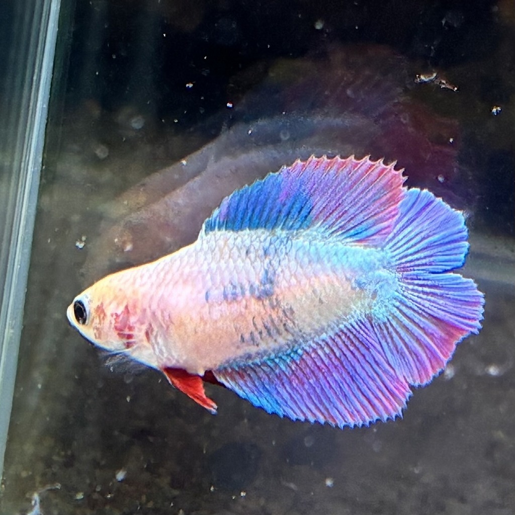 ベタ　ダブルテール　メス　ファンシー　06F0801-079　熱帯魚　生体_画像4