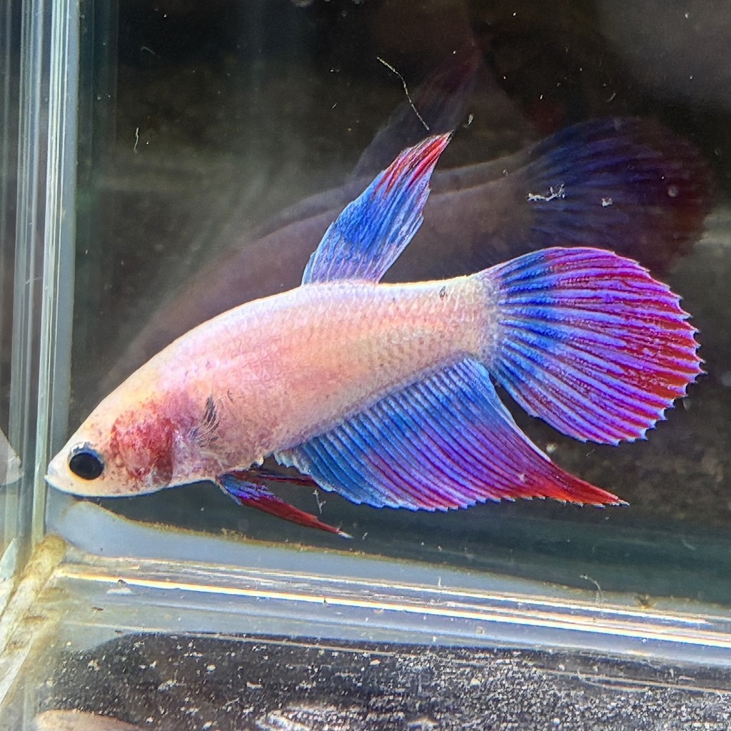 ベタ　ベールテール　メス　ファンシー　02F0801-016　トラディショナル　熱帯魚　生体_画像1