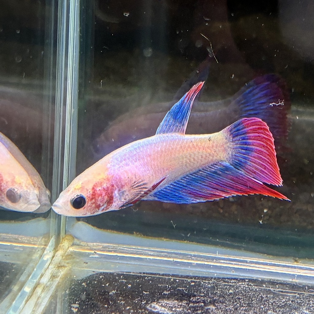 ベタ　ベールテール　メス　ファンシー　02F0801-016　トラディショナル　熱帯魚　生体_画像3