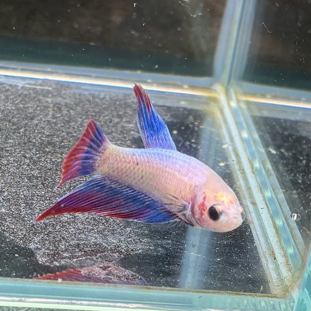 ベタ　ベールテール　メス　ファンシー　02F0801-016　トラディショナル　熱帯魚　生体_画像4