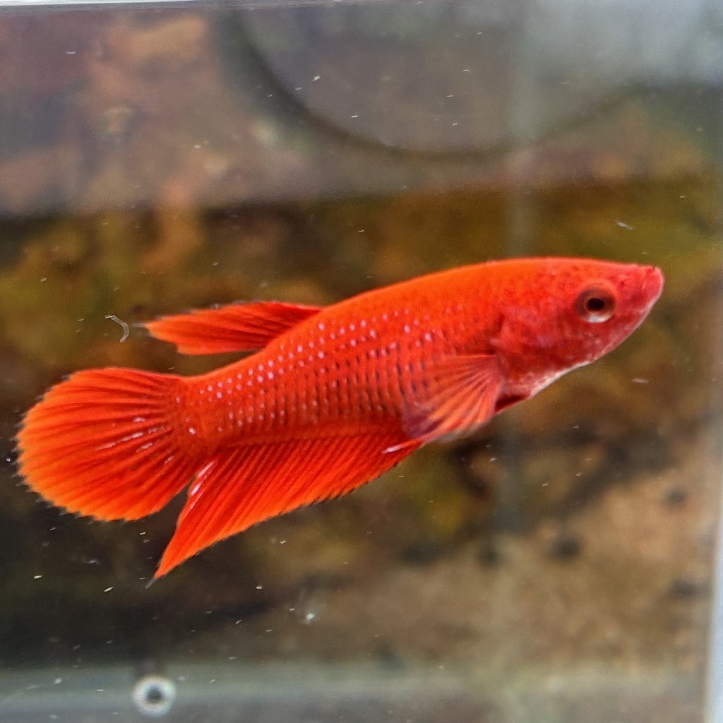 ベタ　ベールテール　メス　レッド　02F0801-014　トラディショナル　熱帯魚　生体_画像1