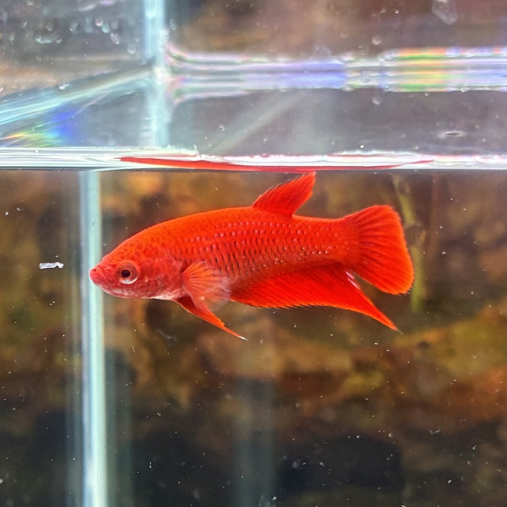 ベタ　ベールテール　メス　レッド　02F0801-014　トラディショナル　熱帯魚　生体_画像4