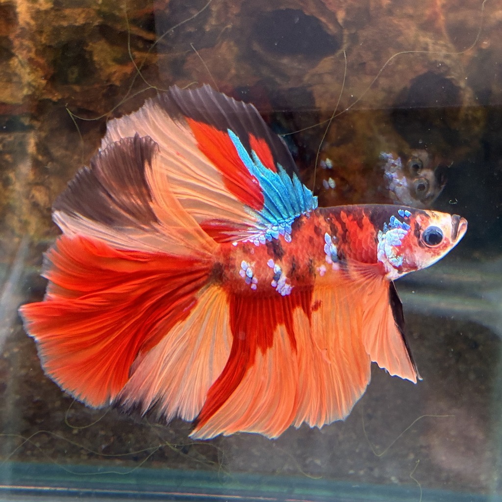 熱帯魚　ショーベタ　オス　キャンディー　03M0801-084　生体　ハーフムーン_画像1