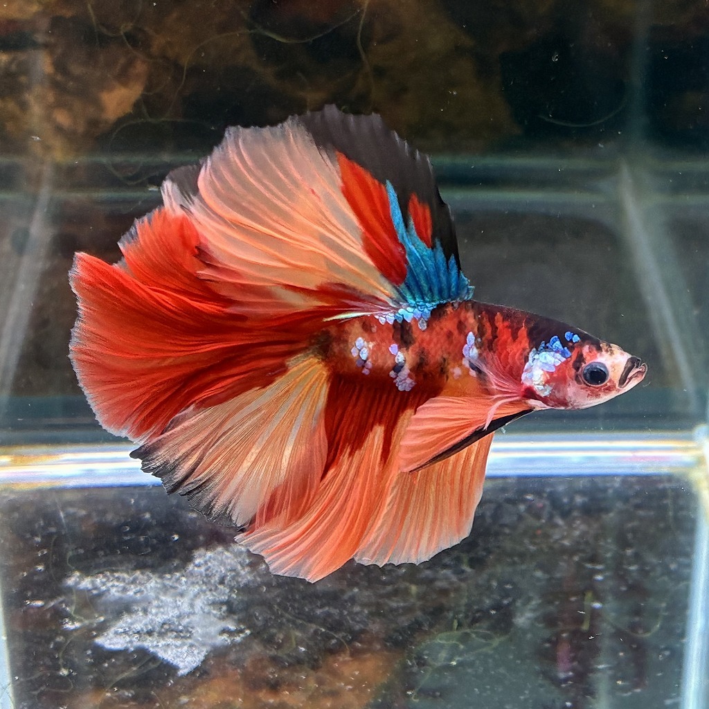 熱帯魚　ショーベタ　オス　キャンディー　03M0801-084　生体　ハーフムーン_画像3