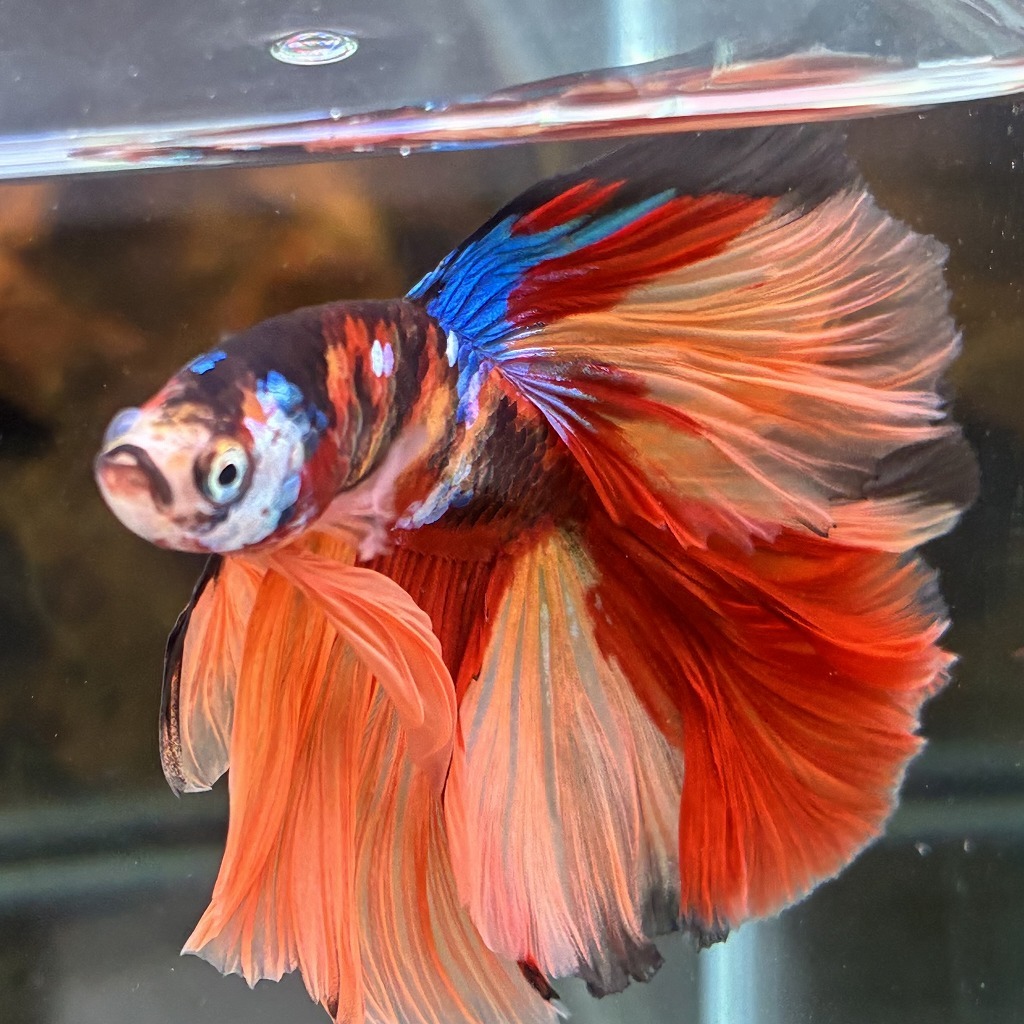 熱帯魚　ショーベタ　オス　キャンディー　03M0801-084　生体　ハーフムーン_画像4