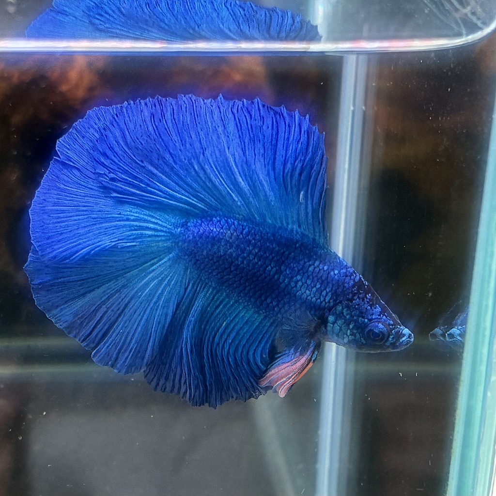 熱帯魚　ダブルテールベタ　オス　グリーン　06M0801-027　フルムーン　生体　_画像1