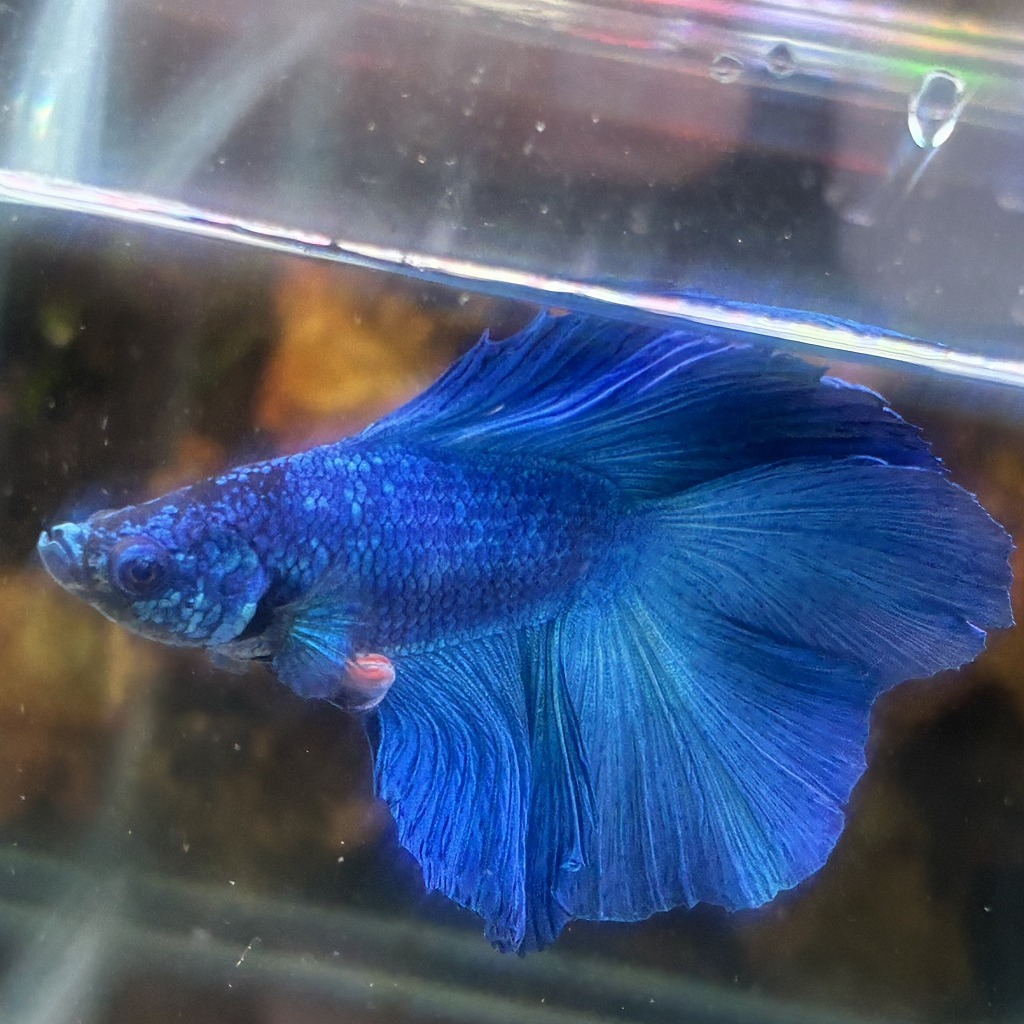 熱帯魚　ダブルテールベタ　オス　グリーン　06M0801-027　フルムーン　生体　_画像2