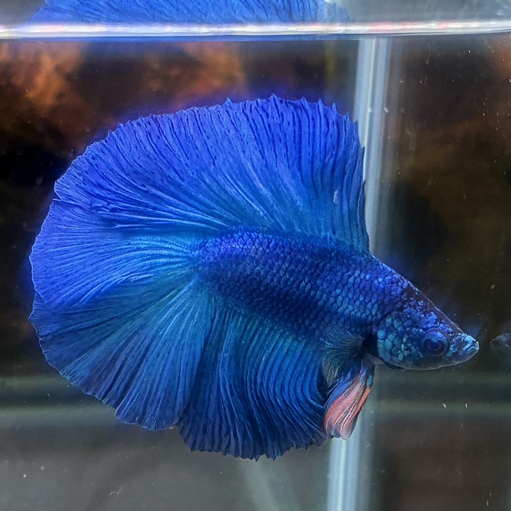 熱帯魚　ダブルテールベタ　オス　グリーン　06M0801-027　フルムーン　生体　_画像3