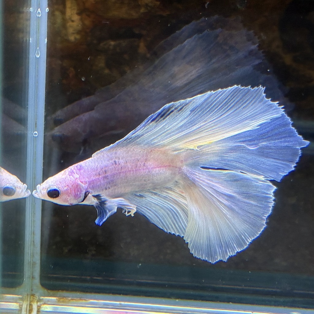 熱帯魚　ダブルテールベタ　オス　パステル　06M0801-026　フルムーン　生体　_画像2