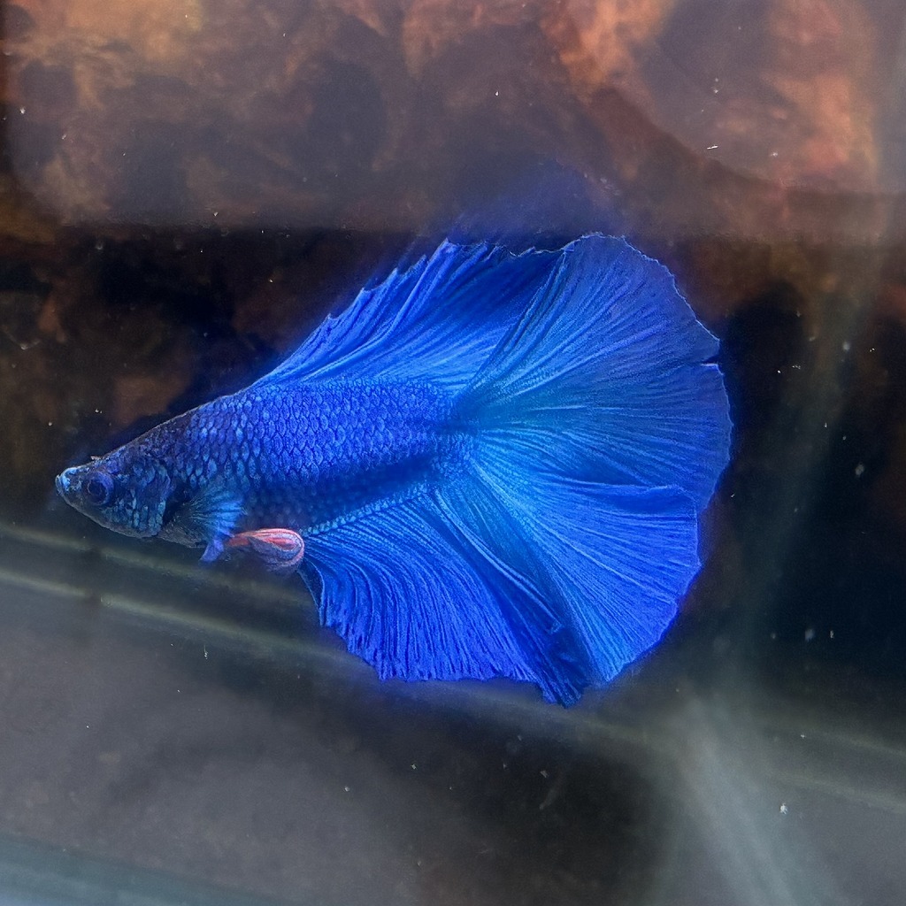 熱帯魚　ダブルテールベタ　オス　グリーン　06M0801-027　フルムーン　生体　_画像4