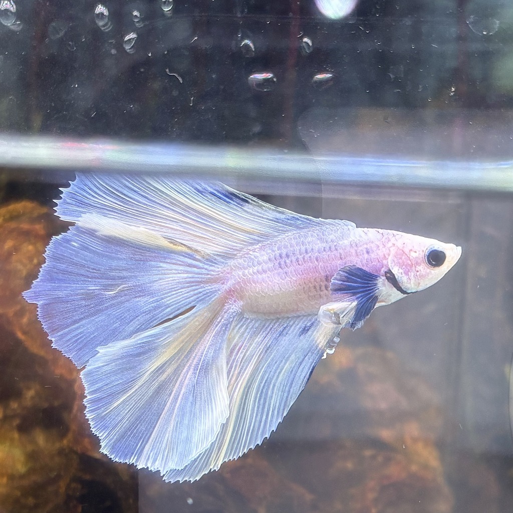 熱帯魚　ダブルテールベタ　オス　パステル　06M0801-026　フルムーン　生体　_画像3