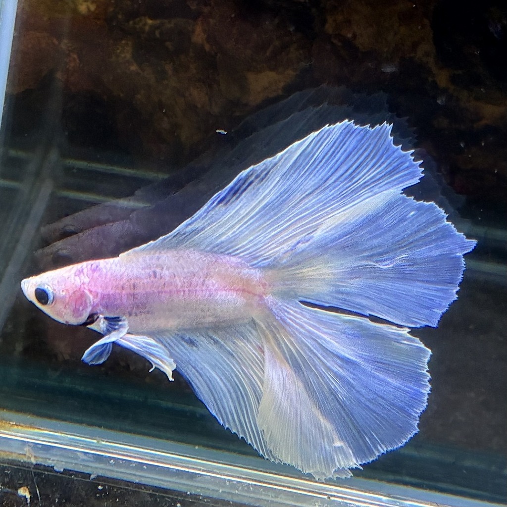 熱帯魚　ダブルテールベタ　オス　パステル　06M0801-026　フルムーン　生体　_画像4